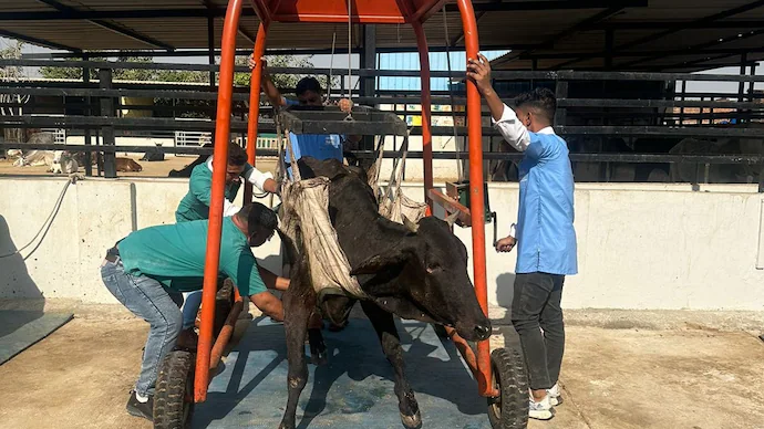 Animal Welfare NGOs in India