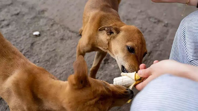 animal care donations vadodara, NGOs for Pet Food and Animal Care